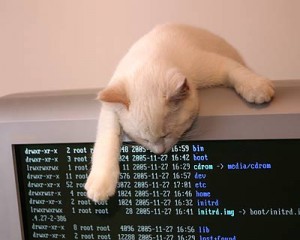 cat_linux